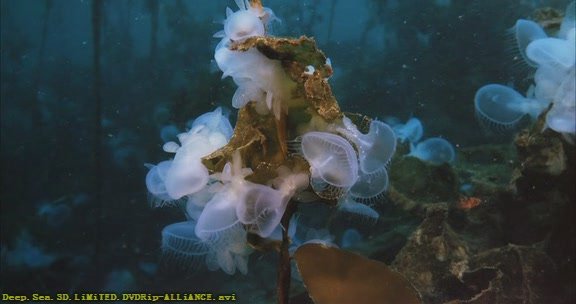 IPB Image