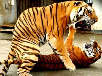 IPB Image